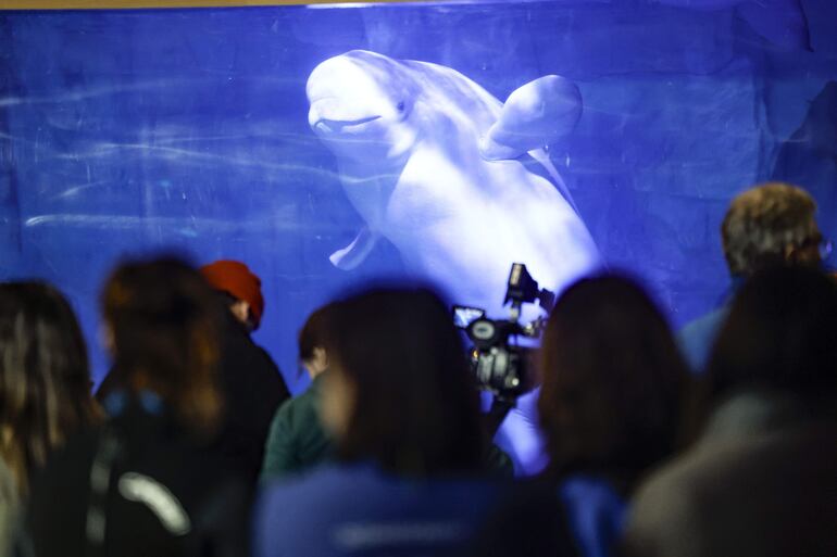 El Oceanogràfic de València presenta la unión de las cuatro belugas -las dos rescatadas del acuario NEMO de Járkiv (Ucrania) y las dos valencianas- que, tras meses de atención especializada y un proceso de adaptación, se han integrado con éxito en las instalaciones valencianas y estarán ya visibles al público como único grupo de belugas de Europa.