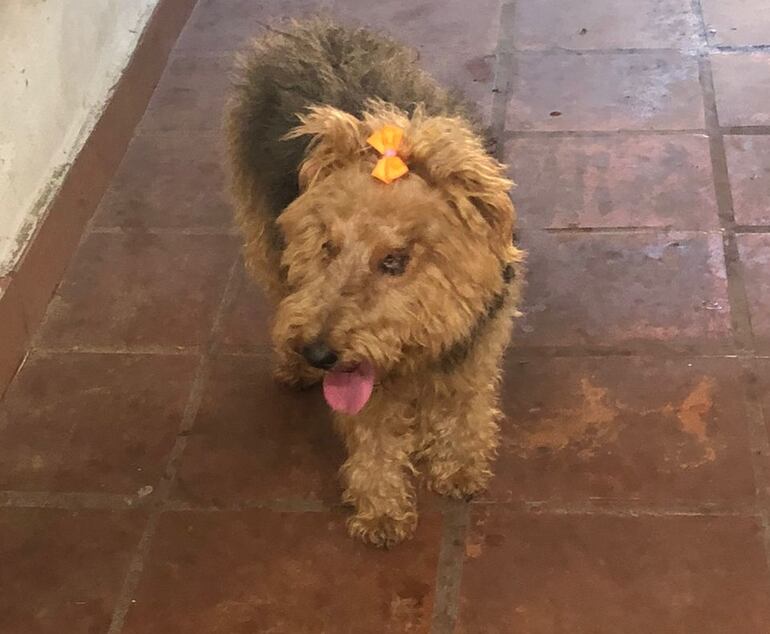 La perrita es de color marrón claro y padece una afección en los ojos.