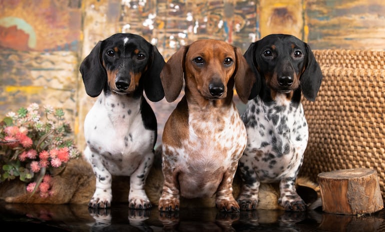 Dachshund o perro salchicha.