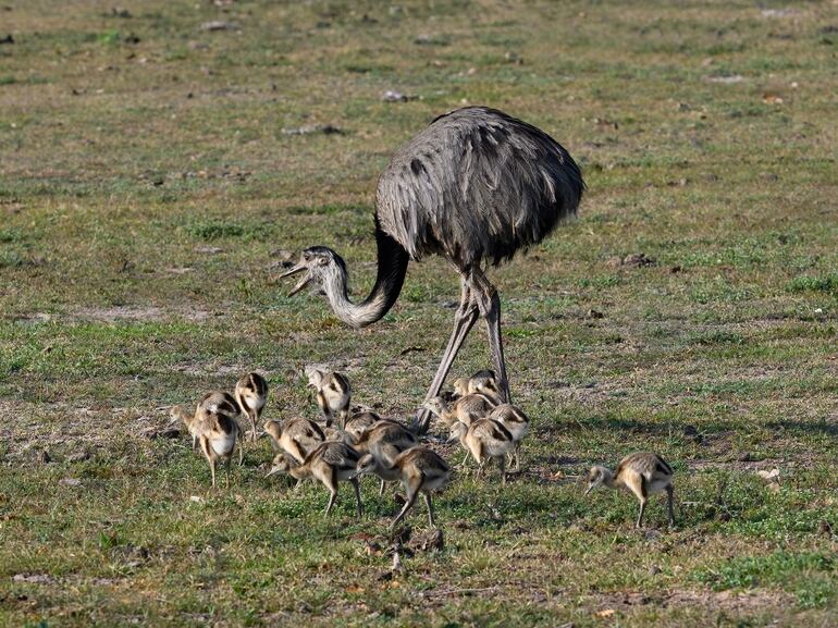 Gran Rhea (ñandú) con pollitos forrajando en la sabana de Pantanal, Brasil.