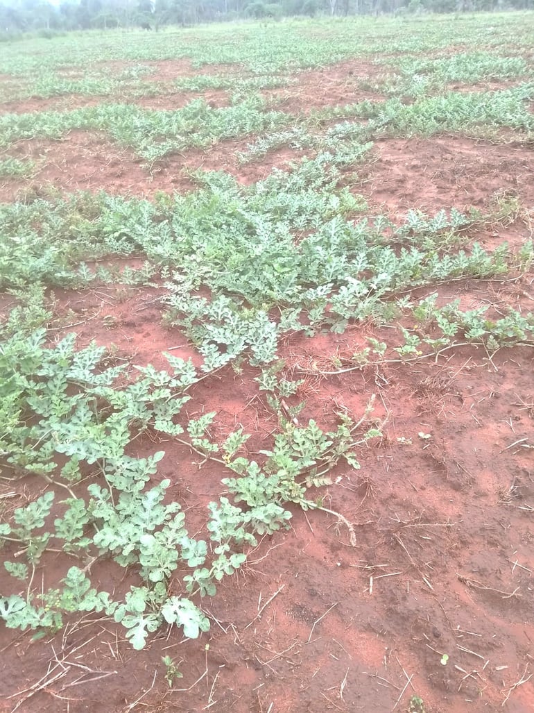 La lluvia beneficia a los cultivos de sandía.