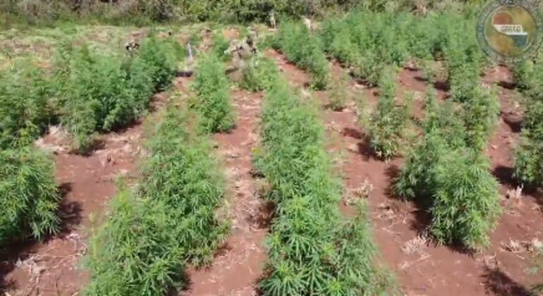 Fuerzas de seguridad lograron eliminar 109 toneladas de marihuana en el departamento de Amambay. (Foto ilustrativa).