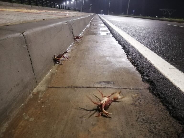 Un grupo de cangrejos camina por el asfalto en la avenida Costanera Sur.