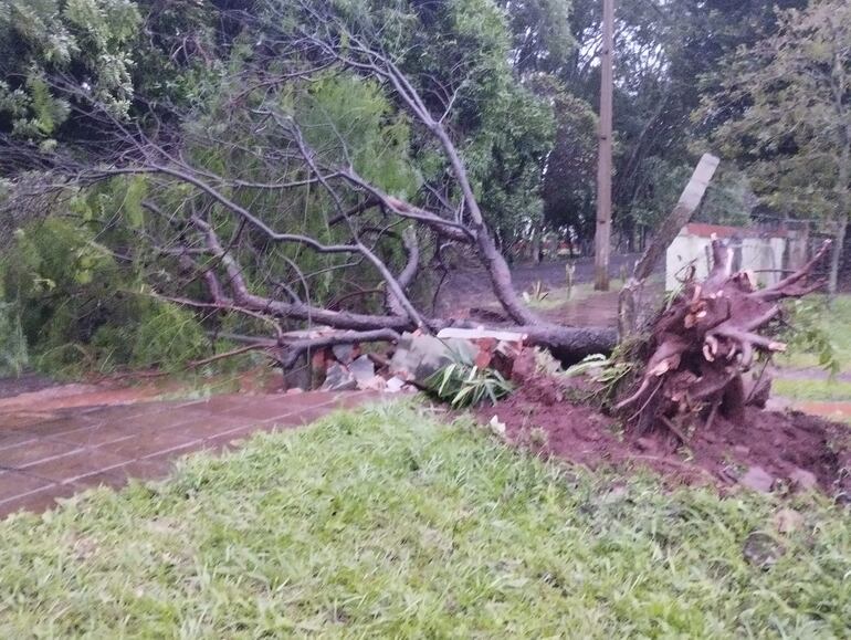 Caída de árbol dejó sin energía eléctrica a USF de Encarnación.