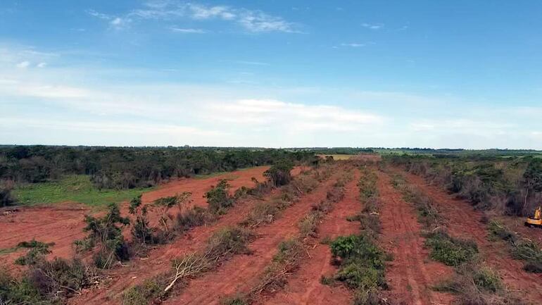 El "paisaje" que dejaron en un remanente de bosques en San Pedro, violando todas las normas ambientales.