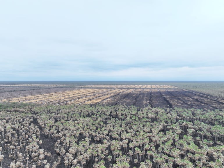 La Dirección de Fiscalización Ambiental Integrada (DFAI) del Mades intervino en un proyecto de desarrollo agropecuario en el que se realizaron actividades de desmonte que habrían desatado los incendios forestales que afectaron a la zona.