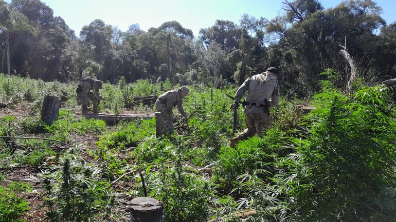 Los agentes antinarcóticos cuando destruían los cultivos de marihuana en Ñacunday.