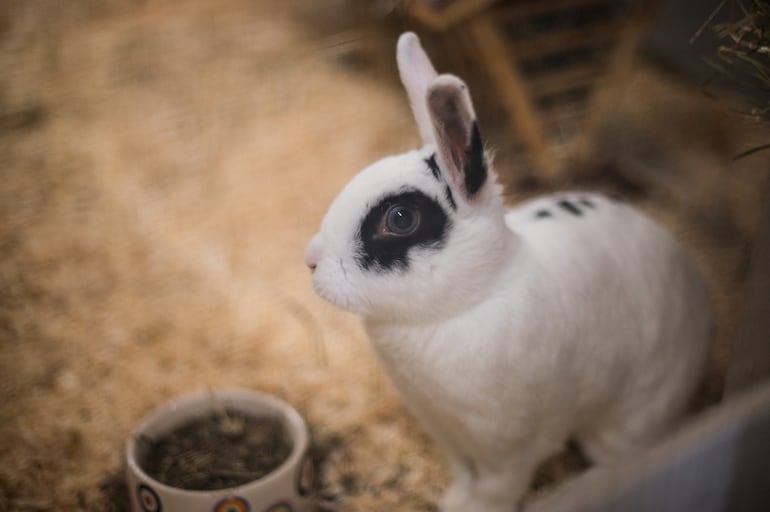 Antes de adquirir un conejo, hay que considerar que son animales que no pueden estar solos.