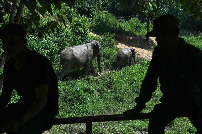 Mahouts observan a los elefantes caminando en el Centro de Conservación de Elefantes (ECC) en la provincia de Sainyabuli, en Laos. Los elefantes asiáticos, que alguna vez fueron abundantes en los bosques de Laos, han sido diezmados por la destrucción de su hábitat, el arduo trabajo en la industria maderera, la caza furtiva y las escasas oportunidades de reproducción.