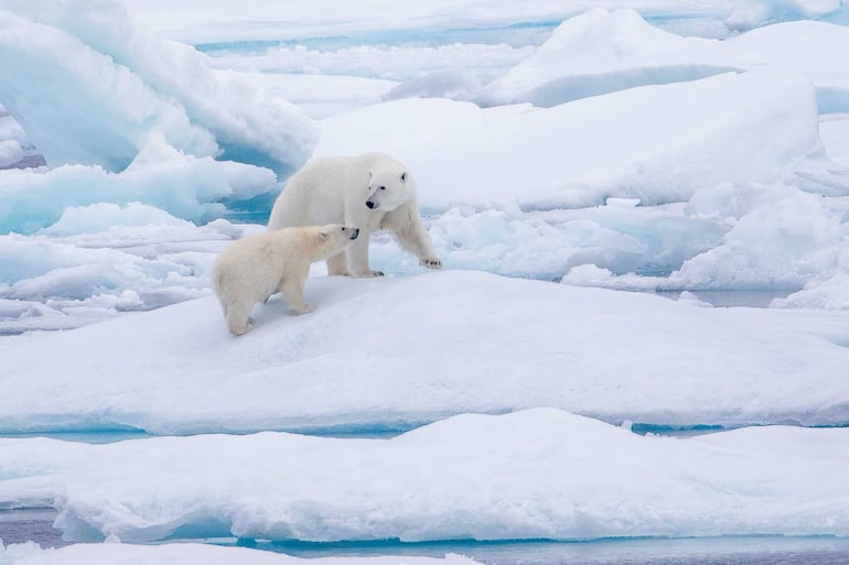 Madre de oso polar con cachorro joven sobre hielo en Nunavut, región polar ártica alta de Canadá.