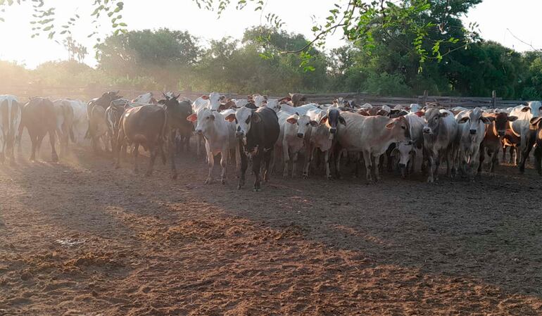 Los animales de la estancia Cerrito que pretendían robar los abigeos que se enfrentaron contra los policías.