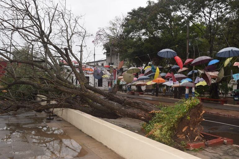 El temporal tiró por tierra dos añejos árboles en el "Paseo de paraguas" de la ciudad de Pilar y ocasionó serios daños en el lugar.