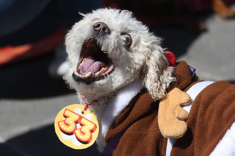 Un perro disfrazado