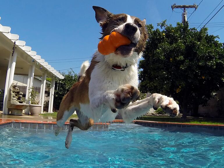 En muchos casos nuestras mascotas también quieren encontrar una forma de  refrescarse debido a las altas temperaturas que ofrece el verano en nuestro  país.