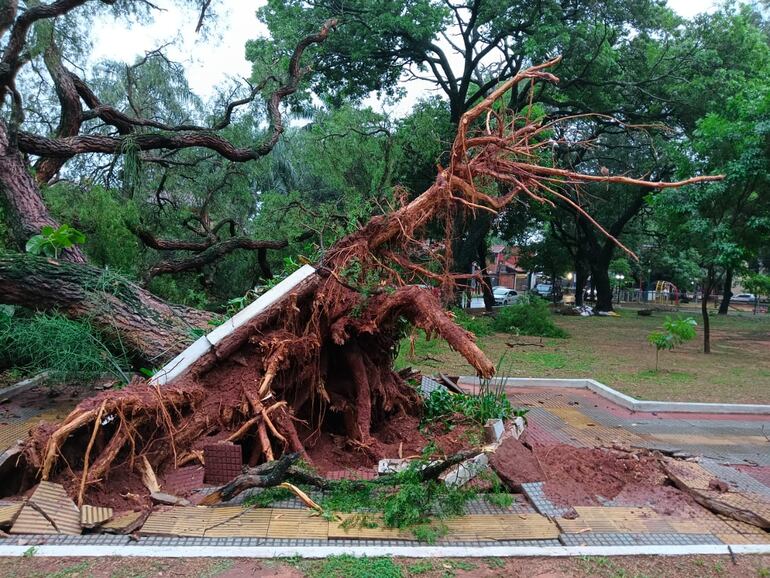 El imponente árbol tras desprenderse de raíz, en la calle Alas Paraguayas.