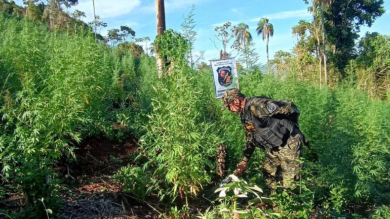 Agentes allanaron y destruyeron unas plantaciones en Tavaí.