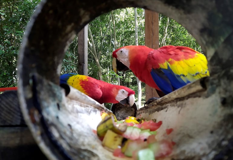 Guacamayas en el centro arqueológico de Copán.