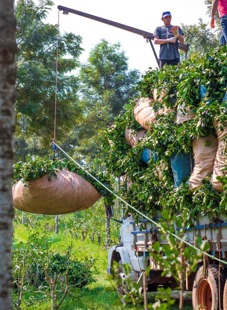 La empresa cuenta con  plantaciones propias.