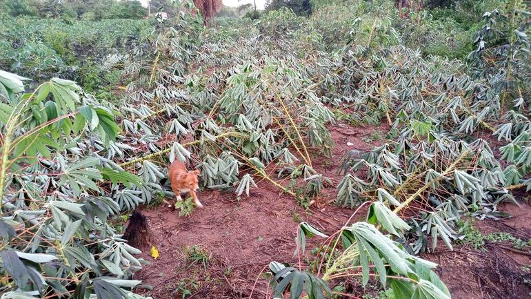 Se reportó que los cultivos de mandioca se vieron afectados por la tormenta en distritos de María Antonia y Quyquyhó.