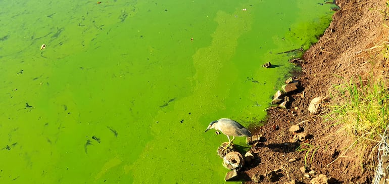 Así luce el lago de la República este jueves.