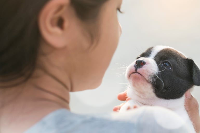 Los perros parecen comprender lo que le dicen sus humanos.