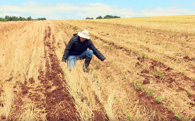 A la izquierda, un suelo removido; a la derecha, un suelo con cobertura y sano gracias a la siembra directa.