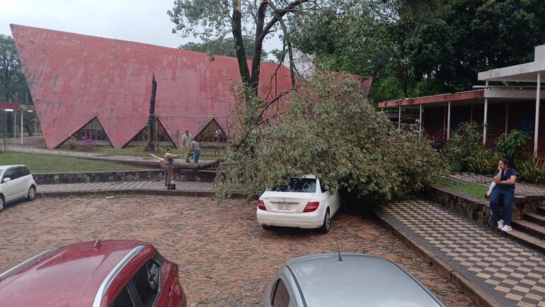 Un frondoso árbol cayó sobre un automóvil en el IPS Central, en medio del temporal registrado en la noche y madrugada.