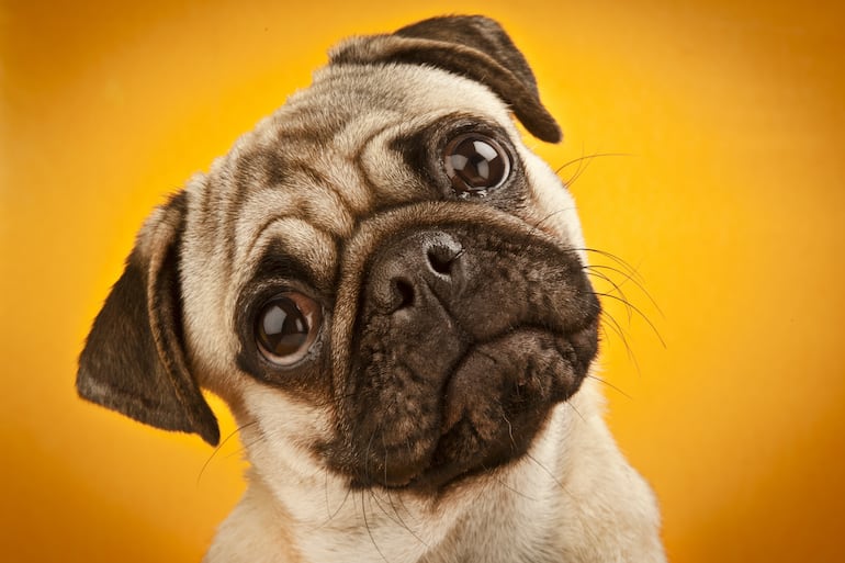 Perro de raza pug.