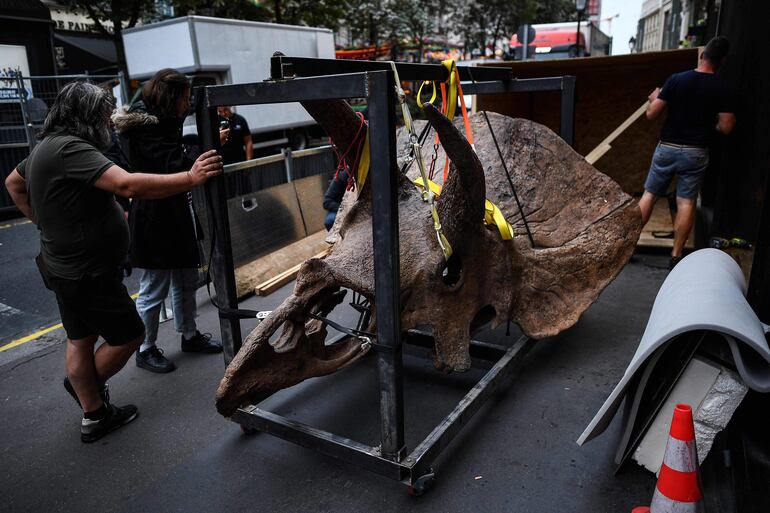 Trabajadores llevan el cráneo de un triceratops a una galería donde será expuesto antes de su subasta en la casa de subastas Drouot en octubre, en París, el 31 de agosto de 2021. Esqueletos vendidos en Internet, dientes incautados durante un control aduanero en carretera: más allá de las subastas mediáticas, el lucrativo mercado de restos de dinosaurios está envuelto en misterio y oscuridad.







