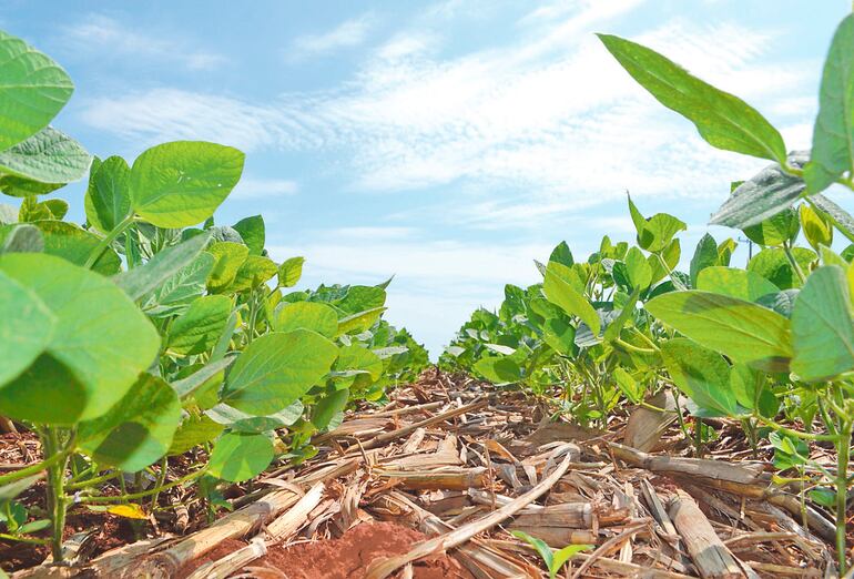 La inoculación de las semillas para un arranque sano de la planta es fundamental.