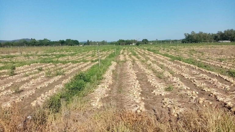 Miles de kilos de cebolla se pueden perder en las fincas si no atajan el contrabando, dijo el productor Sergio Benítez.