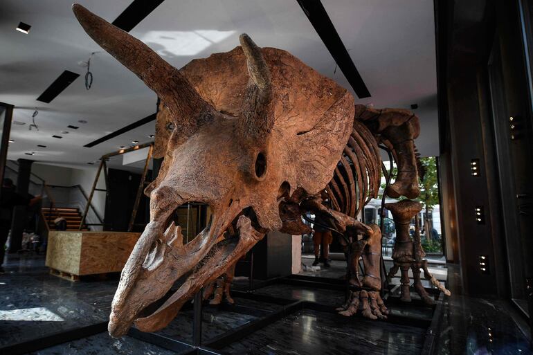 Triceratops expuesto antes de su subasta en la casa de subastas Drouot.