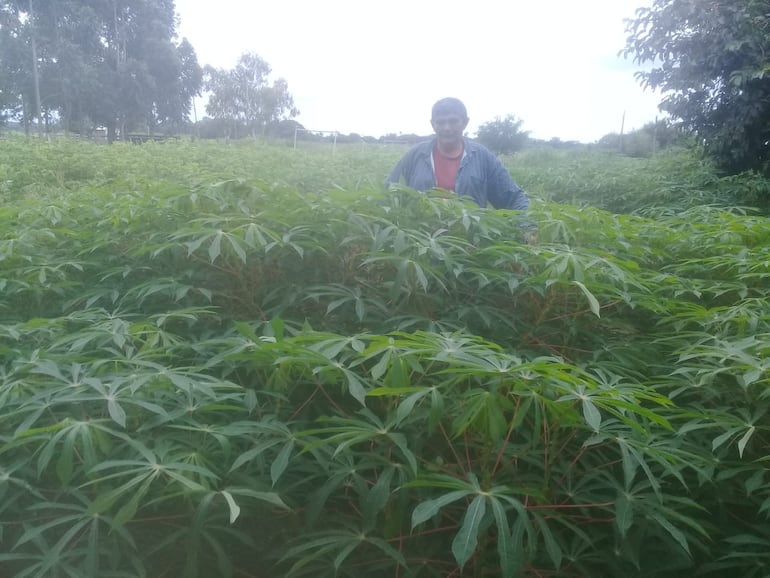 Producción de mandioca en el asentamiento Belén del distrito de Tacuaras,  departamento de Ñeembucú.