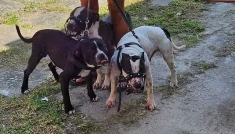 Los tres perros pitbull que atacaron a la escritora Roseane Murray en Brasil.