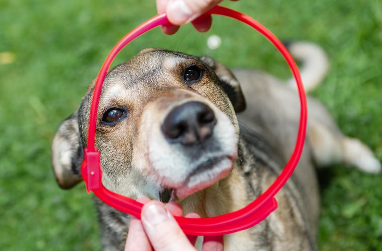 La prevención de las garrapatas también es posible con la ayuda de un collar especial.