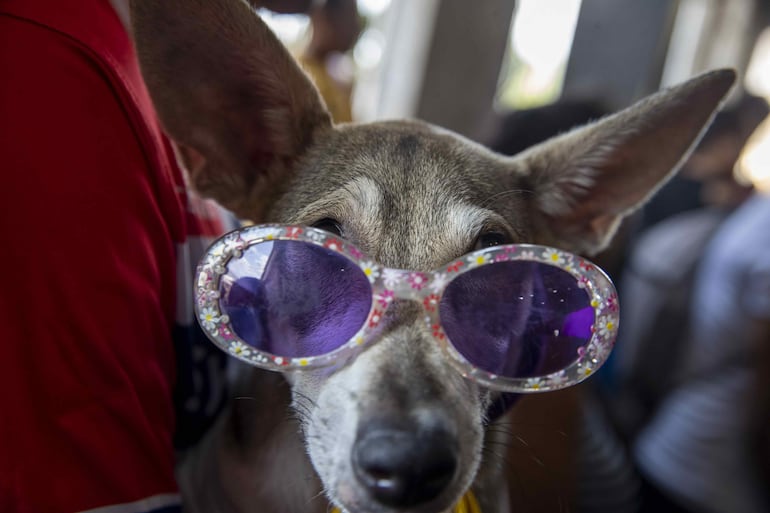 Un perro disfrazado durante una jornada en la que sus dueños los presentan ante San Lázaro para pedir por la salud y protección de sus mascotas, este domingo en la iglesia Santa María Magdalena, en Masaya (Nicaragua). ´