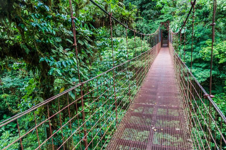 Puente en la Reserva Biológica Bosque Nuboso Monteverde, Costa Rica.