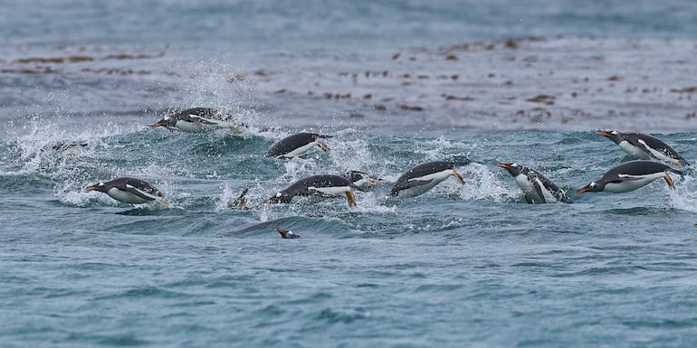 Pingüinos.