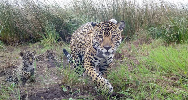 La madre yaguareté Juruna con los cachorros.