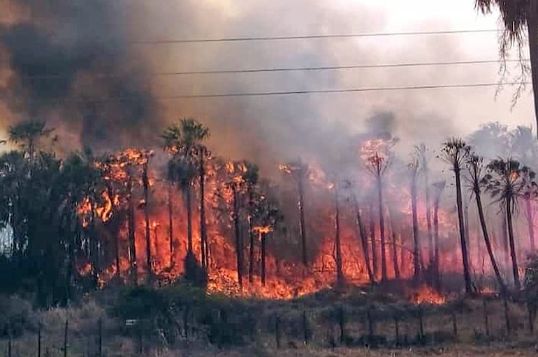 Palmares arden ante el avance incontrolable del fuego.