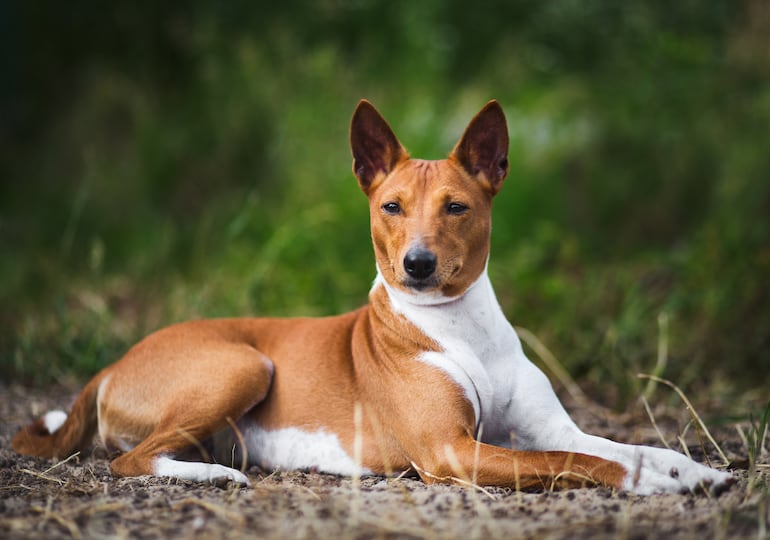 Perro de raza Basenji.