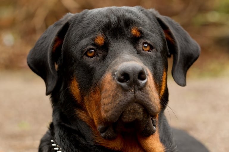 Perro rottweiller. Imagen ilustrativa.