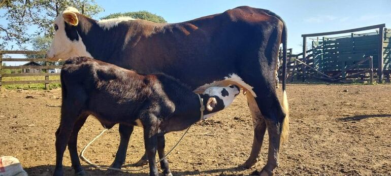 El ternero al ser devuelto a la estancia fue a reencontrarse con su procreadora.