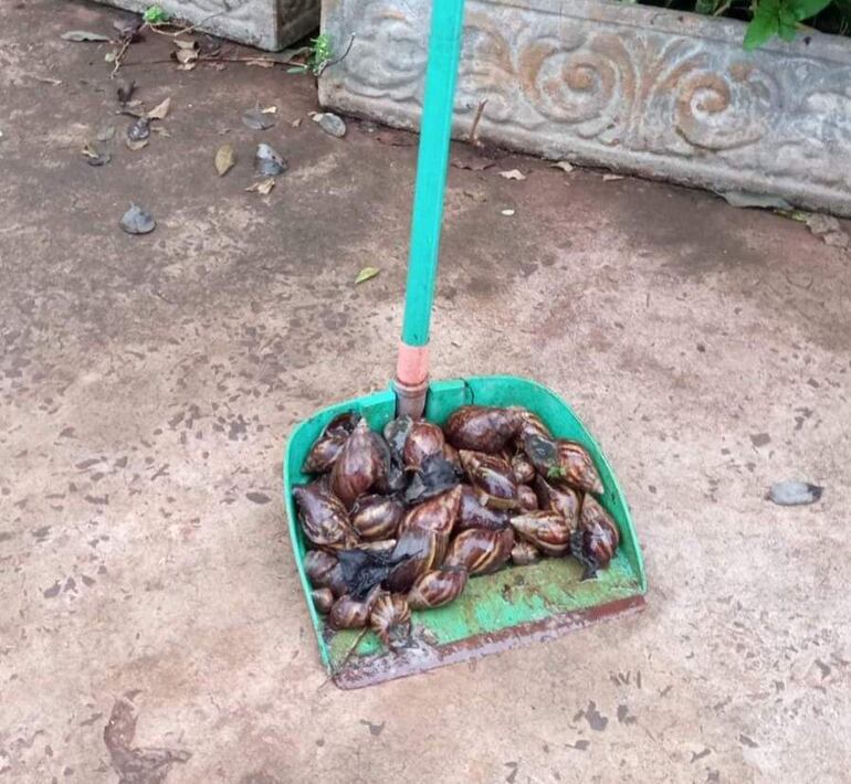 Un poblador de Presidente Franco encontró gran cantidad del molusco en su patio. 