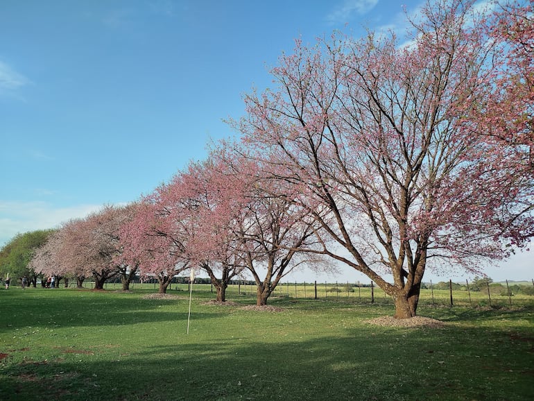 Paseo Turístico Natural del Cerezo en Flor de La Paz.