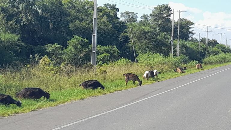 La falta de cercados adecuados  de los dueños de establecimientos ganaderos de la zona,contribuye a que estos circulen  libremente al costado de la carretera, aumentando la posibilidad de accidentes de tránsito.