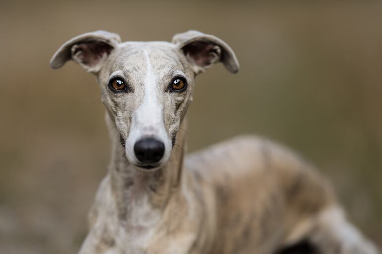 Un perro de la raza Whippet