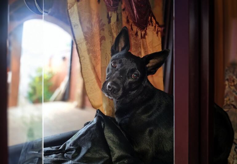 Este perro fue rescatado hace cuatro años y ahora está perdido.