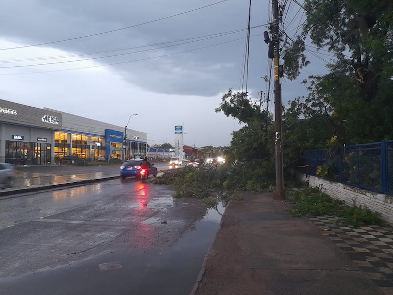 Caída de árbol sobre la avenida Eusebio Ayala tras temporal.