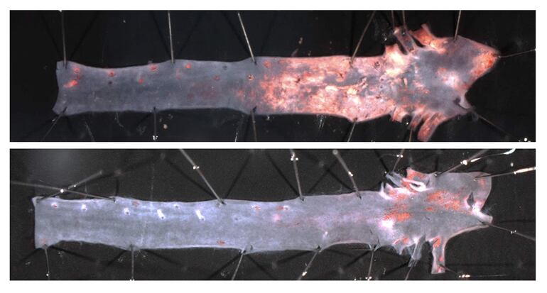 El desarrollo de aterosclerosis exacerbada en la aorta de ratones progeroides (imagen superior) se previene al eliminar progerina en las células de músculo liso vascular (imagen inferior). Imagen facilitada por el Centro Nacional de Investigaciones Cardiovasculares (CNIC).